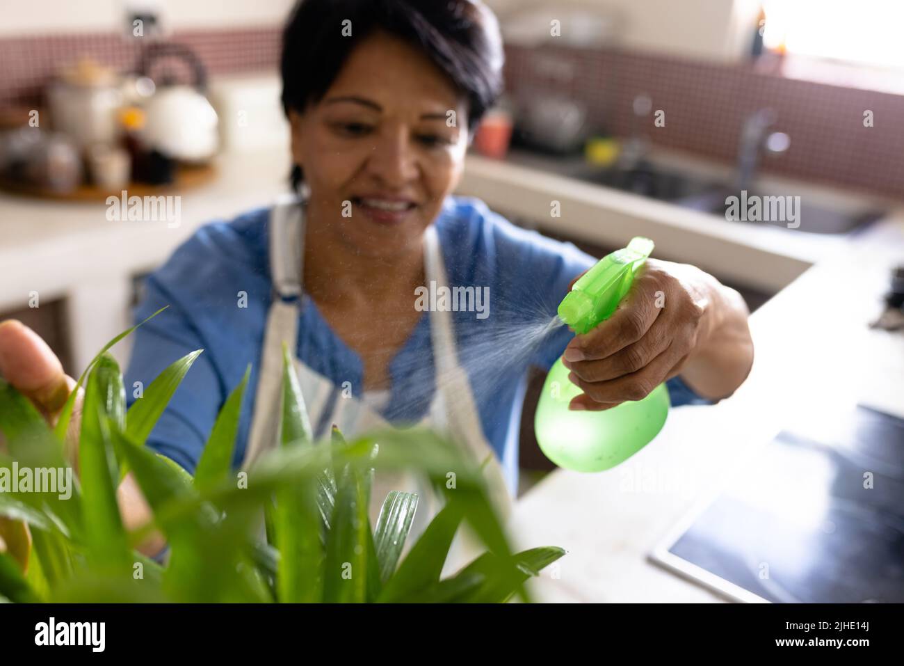 High-Angle-Ansicht der biracial reifen Frau mit kurzen Haaren Sprühen Wasser auf Pflanze wächst zu Hause Stockfoto