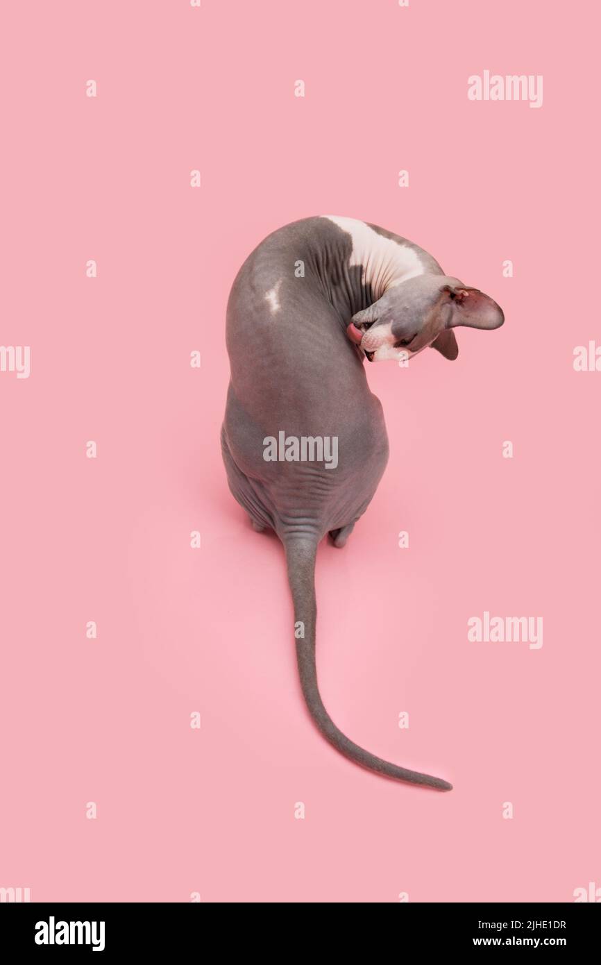 Häusliche sphynx-Katze, die sich selbst aufreisst. Isoliert auf rosa pastellfarbenem Hintergrund Stockfoto