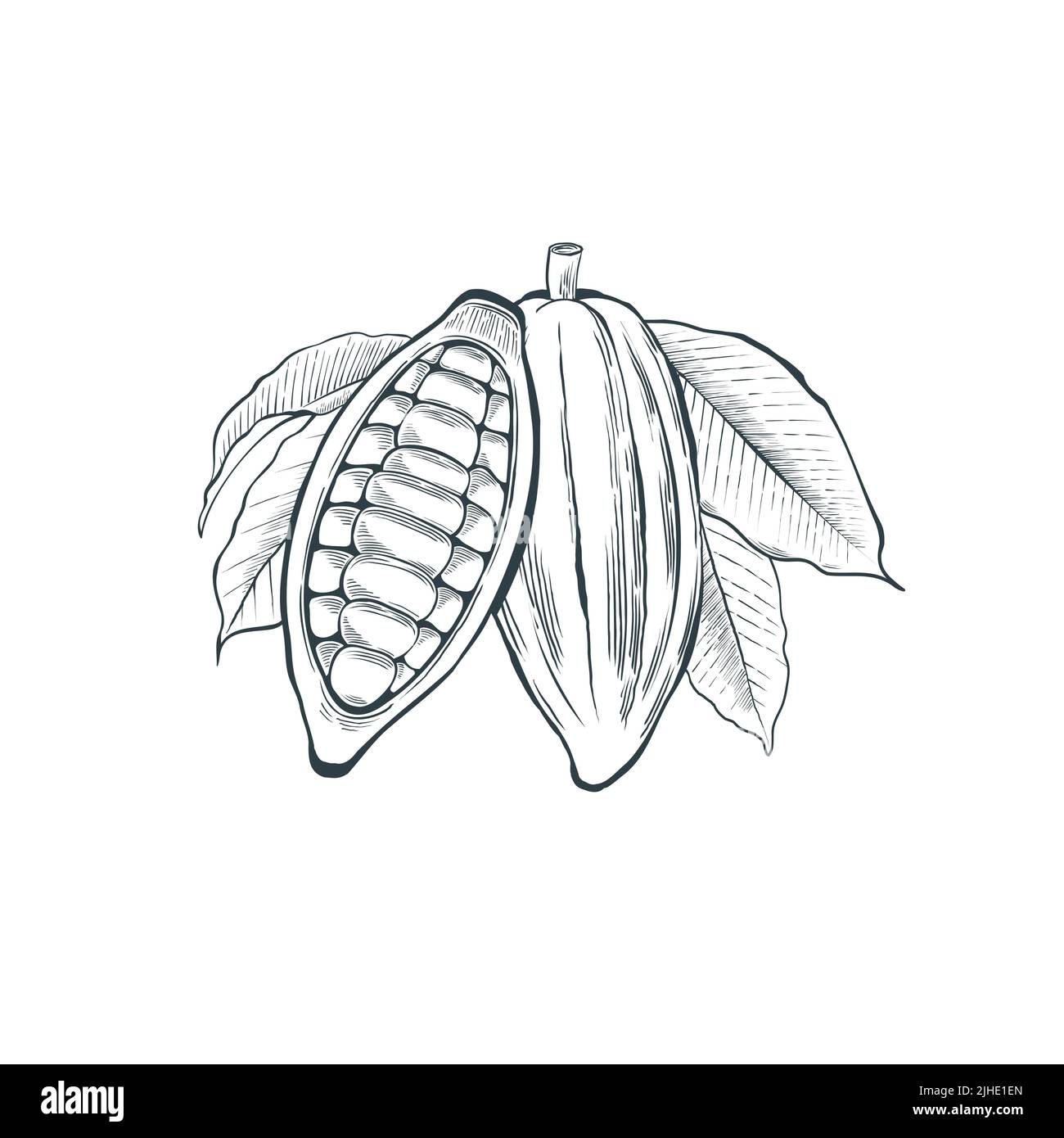 Eine Kakaoschote mit Blättern und Bohnen. Stock Vektor