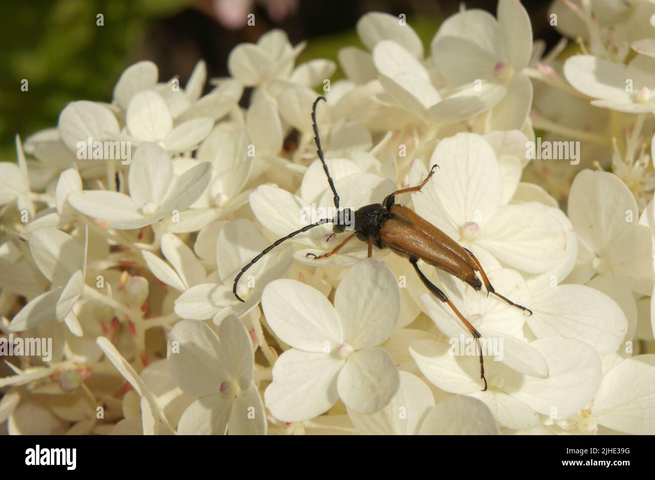 Der Rothalsbock (Stictoleptura rubra, SYN. Leptura rubra, Corymbia rubra, Aredolpona ru Stockfoto