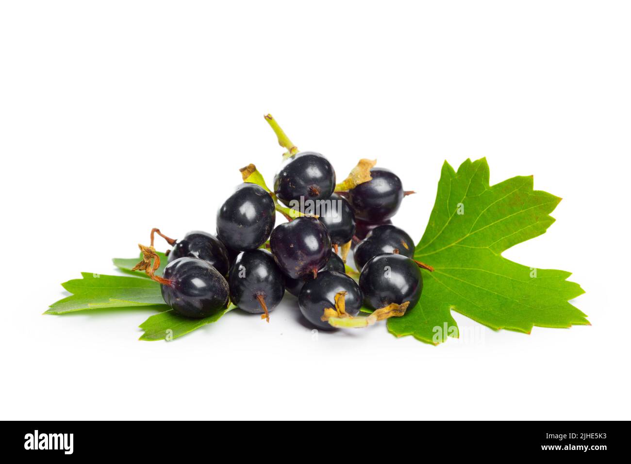 Beeren schwarze Johannisbeere mit grünen Blättern. Frisches Obst, auf weißem Hintergrund. Stockfoto