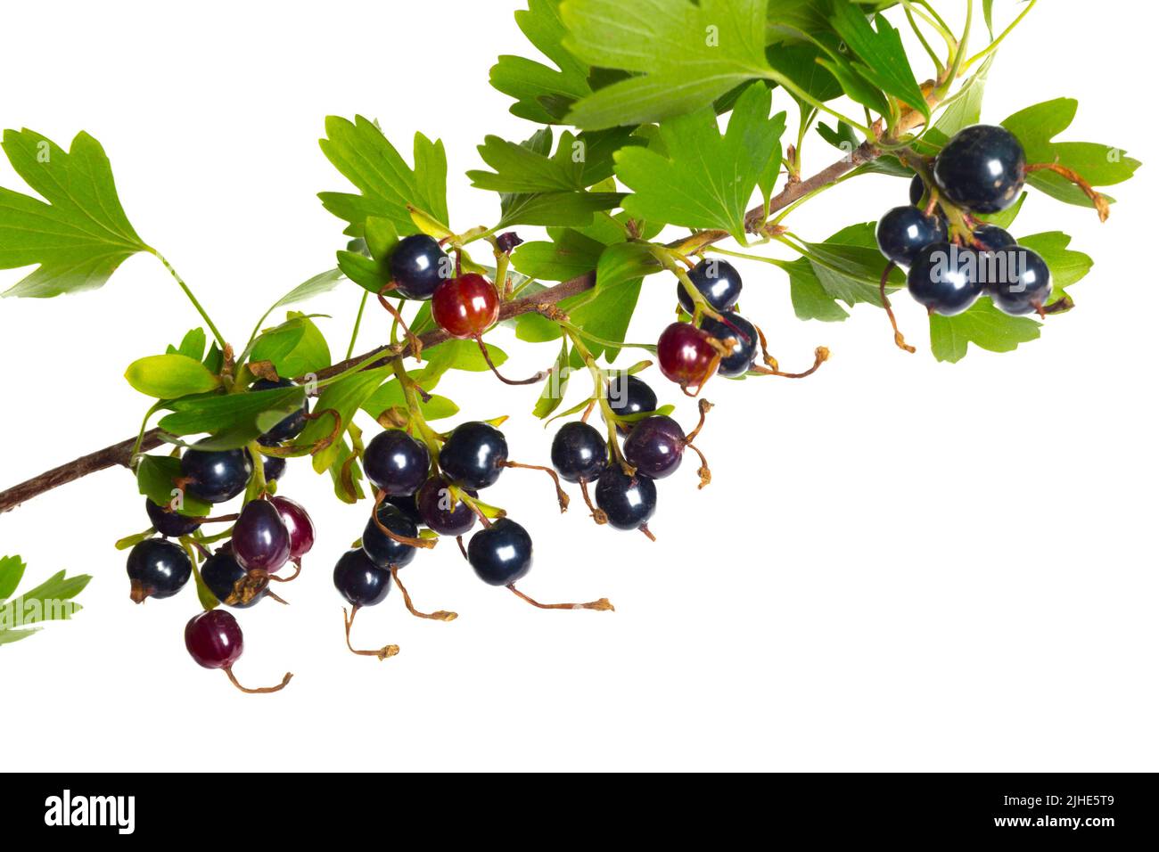 Beeren schwarze Johannisbeere mit grünen Blättern. Frisches Obst, auf weißem Hintergrund. Stockfoto