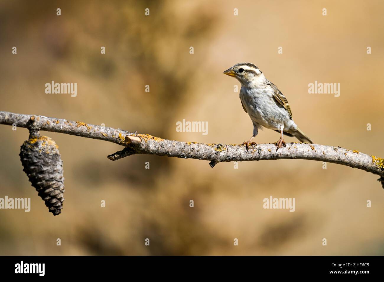 Gemeiner Fink oder Fringilla coelebs - kleiner Singvögel Stockfoto