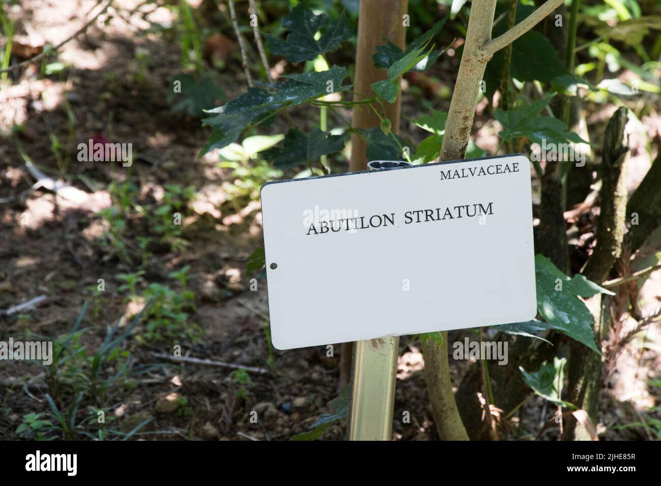 Abutilon striatum Blume, rote Blume, malvaceae Pflanze Stockfoto