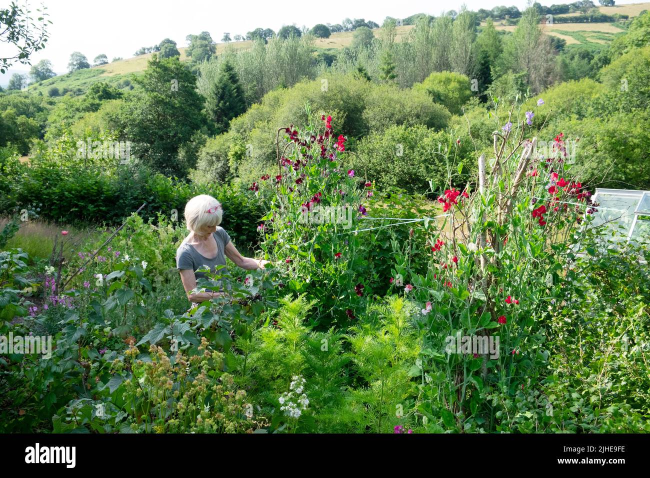 Ältere ältere ältere Frau im ländlichen Garten stehend Schneiden von süßen Erbsen Binden Stiele wächst im Sommer Juli Carmarthenshire Wales Großbritannien KATHY DEWITT Stockfoto