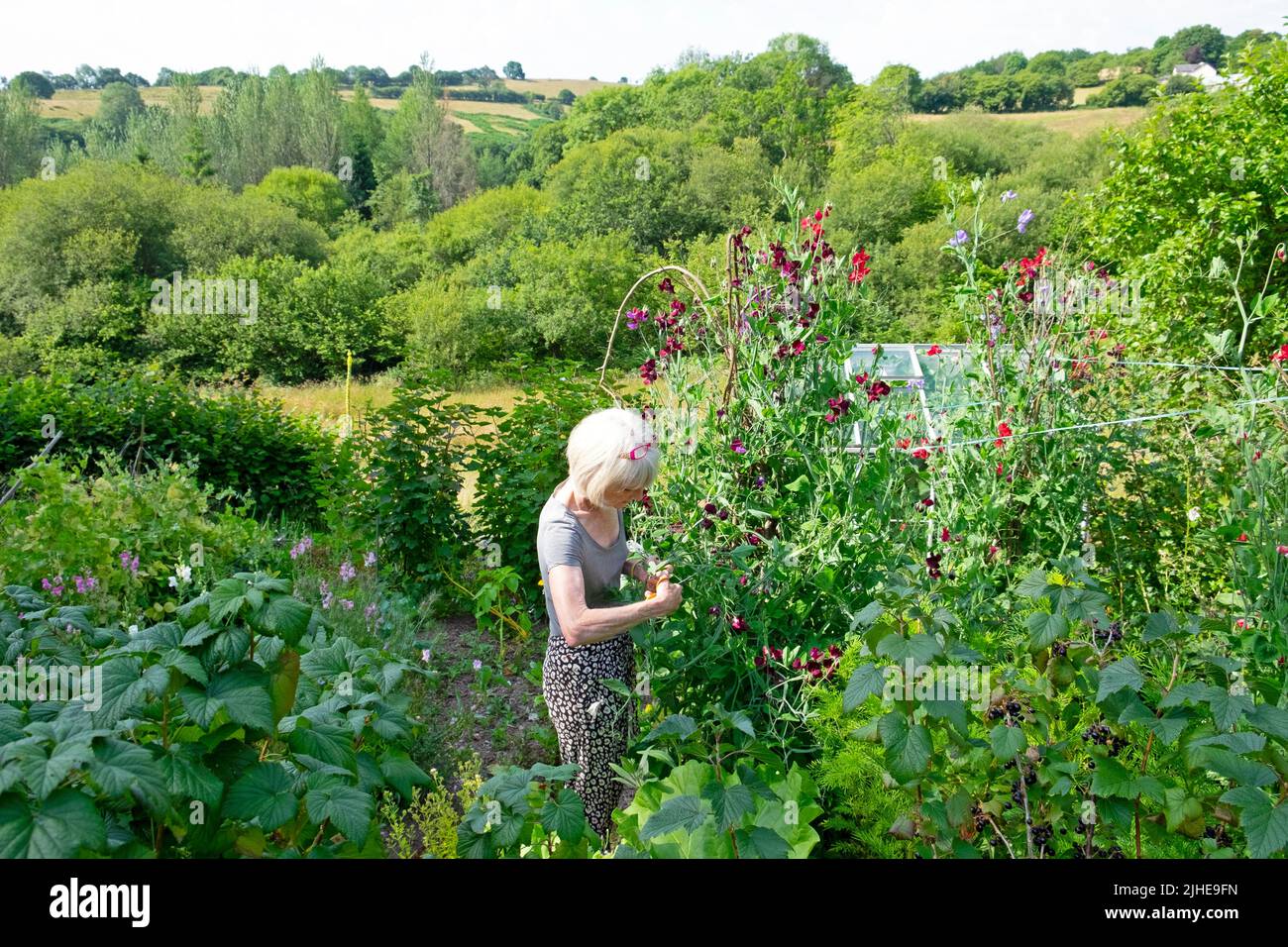 Ältere ältere Frau im ländlichen Garten stehend im Sommer süße Erbsen schneiden und in Stielen binden Carmarthenshire Wales Großbritannien KATHY DEWITT Stockfoto