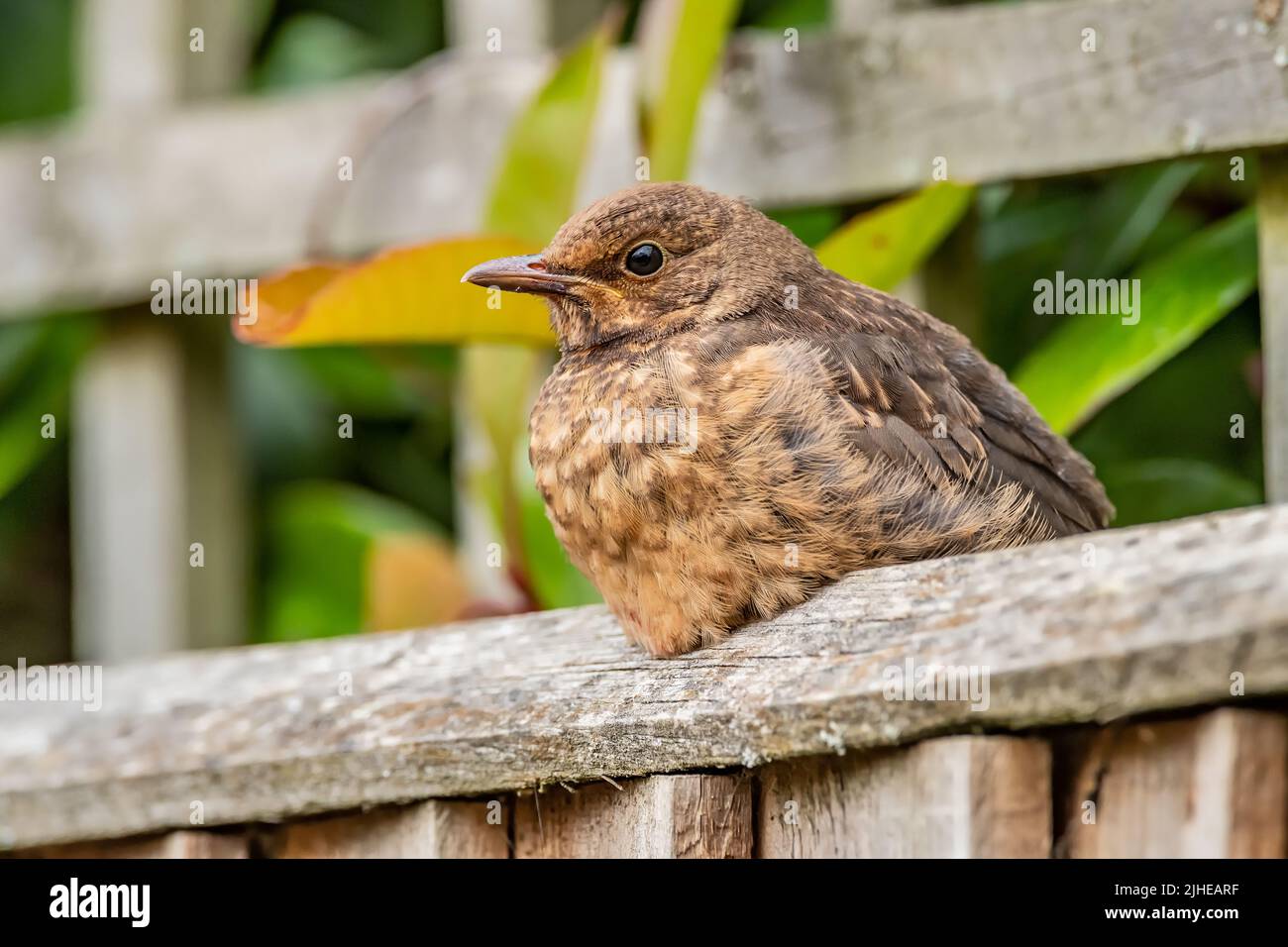 Ein junger Song Thrush. Turdus philomelos (Turdidae) auf einem Gartenzaun in einem Garten in Northampton, England, Großbritannien. Stockfoto