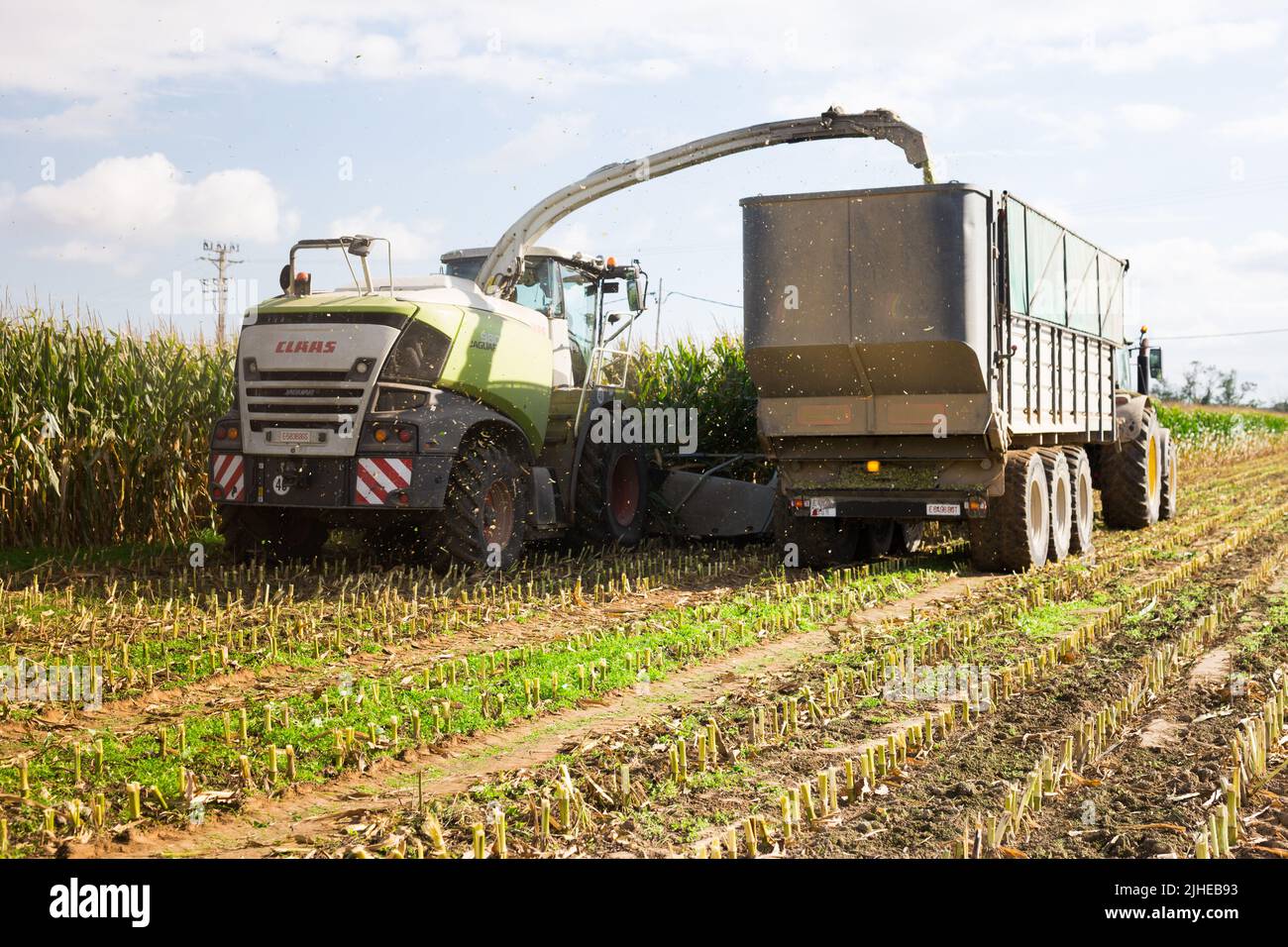 Schneidwerk erntet Maismasse, gießt in den LKW-Körper Stockfoto