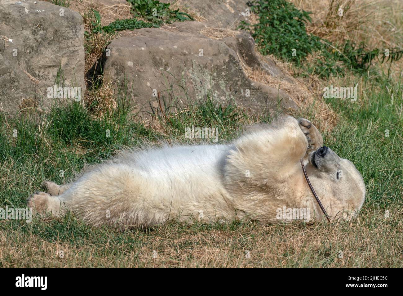 Ein Eisbär im Yorkshire Wildlife Park in Doncaster rollt nach einem Bad in einem See ins Gras, um kühl zu bleiben, da der Park aufgrund des heißen Wetters aufgrund der Rekordtemperaturen in Großbritannien vorübergehend geschlossen ist. Bilddatum: Montag, 18. Juli 2022. Stockfoto