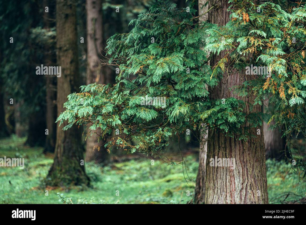Dawsons Zypressenwald in einer wunderschönen Landschaft Stockfoto