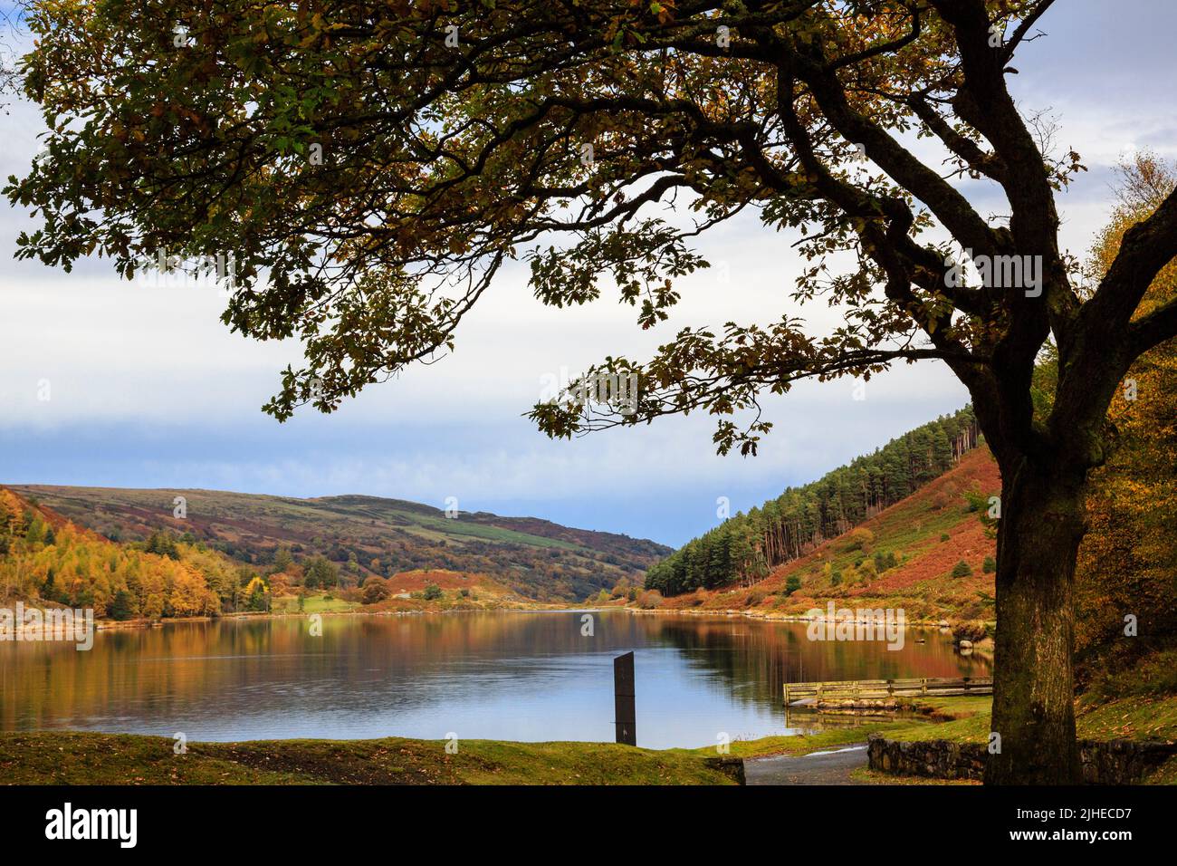 Llyn Geirionydd See umrahmt von Eiche im Gwydyr Forest Park im Herbst im Snowdonia National Park. Trefriw, Conwy, North Wales, Großbritannien Stockfoto