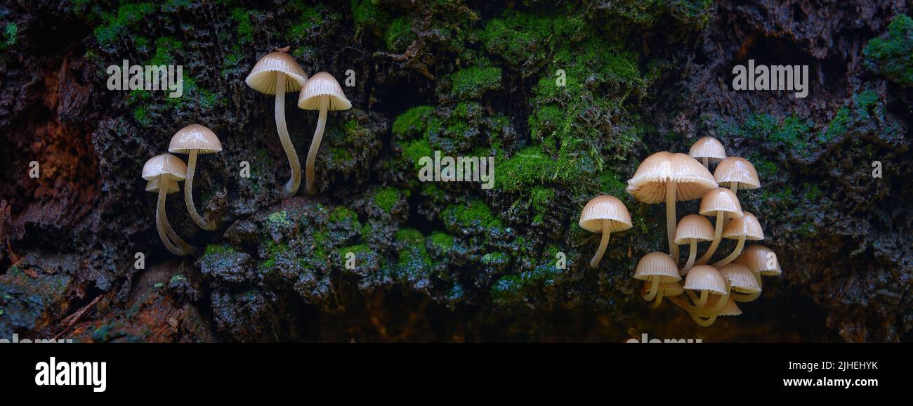 Pilze auf Holzstumpf mit Moos Stockfoto