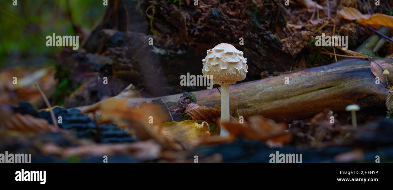 Pilze auf Holzstumpf mit Moos Stockfoto
