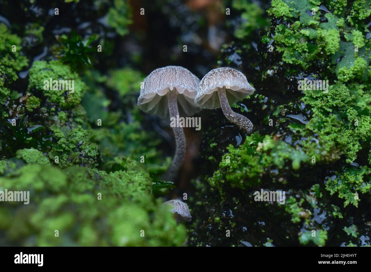Pilze und Moos auf nasser Baumrinde super Makro Stockfoto