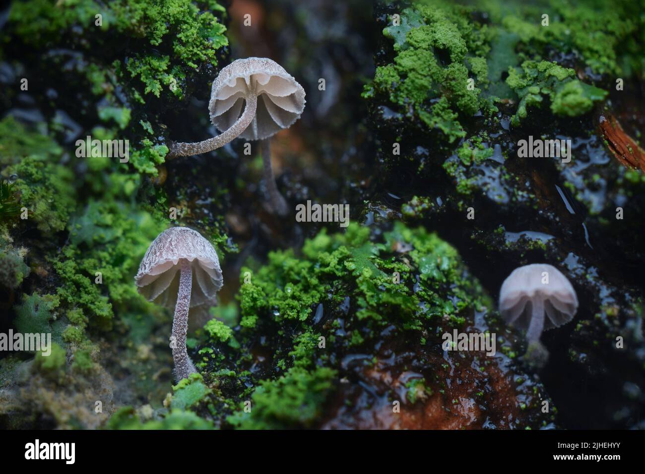 Pilze und Moos auf nasser Baumrinde super Makro Stockfoto