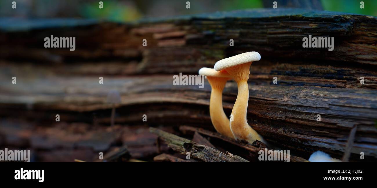 Pilze auf Holzstumpf mit Moos Stockfoto
