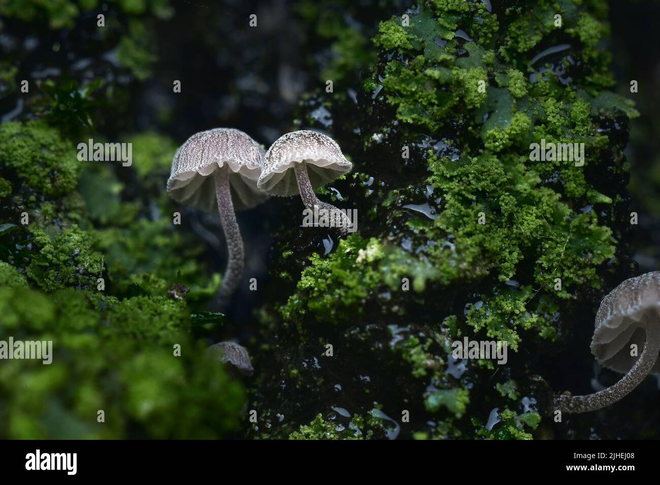 Pilze und Moos auf nasser Baumrinde super Makro Stockfoto