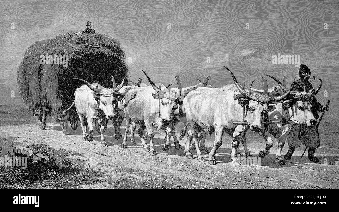 Heuernte im Jahr 1895 mit einem sechsspännigen Ochsengespann, Ungarn / Harvest, Haymaking in 1895 with a Six-Horse Ox Team, Hungary, Historisch, historical, digital improved Reproduktion eines Originals aus dem 19.. Jahrhundert, genau Originaldatum nicht bekannt Stockfoto