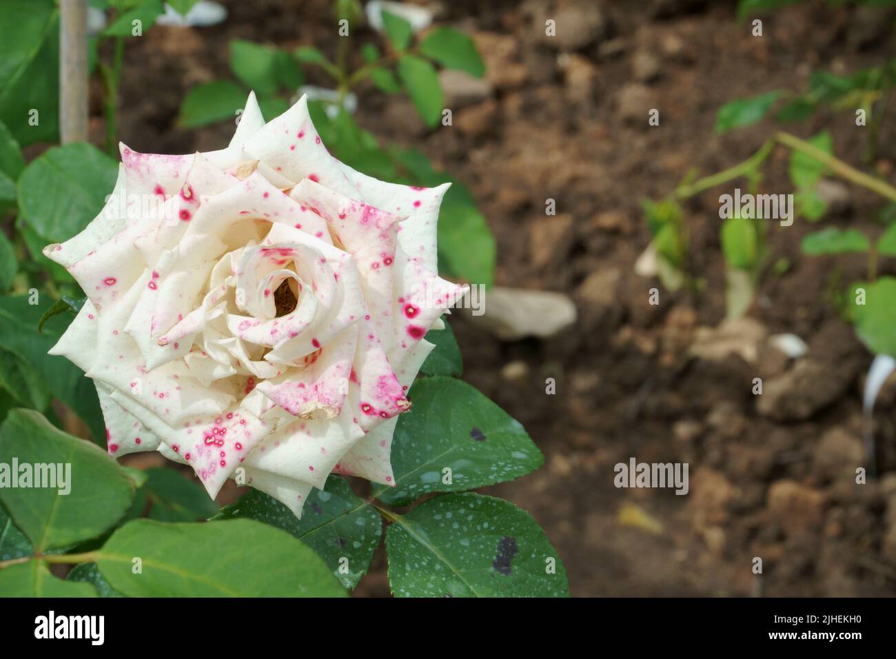 Hybrid-Teerose, eine Blüte in Weiß mit roten Punkten in Nahaufnahme. Eine der bekanntesten und beliebtesten Schnittblumen. Stockfoto