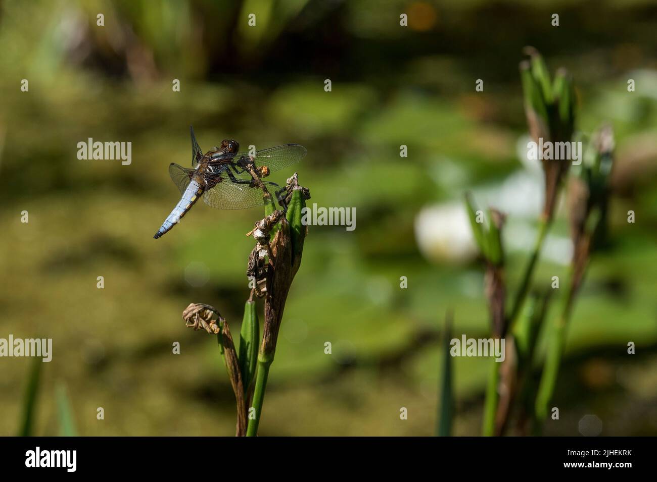 Nahaufnahme eines breitkörperigen Chasers - Libellula depressa, der auf einem Irisstamm ruht. Stockfoto