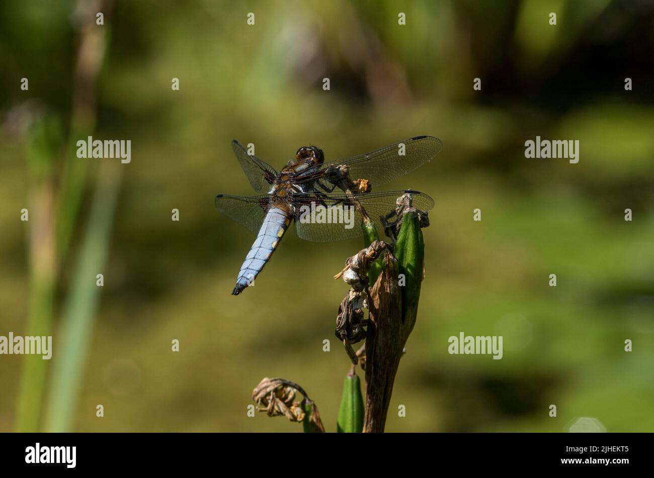 Nahaufnahme eines breitkörperigen Chasers - Libellula depressa, der auf einem Irisstamm ruht. Stockfoto