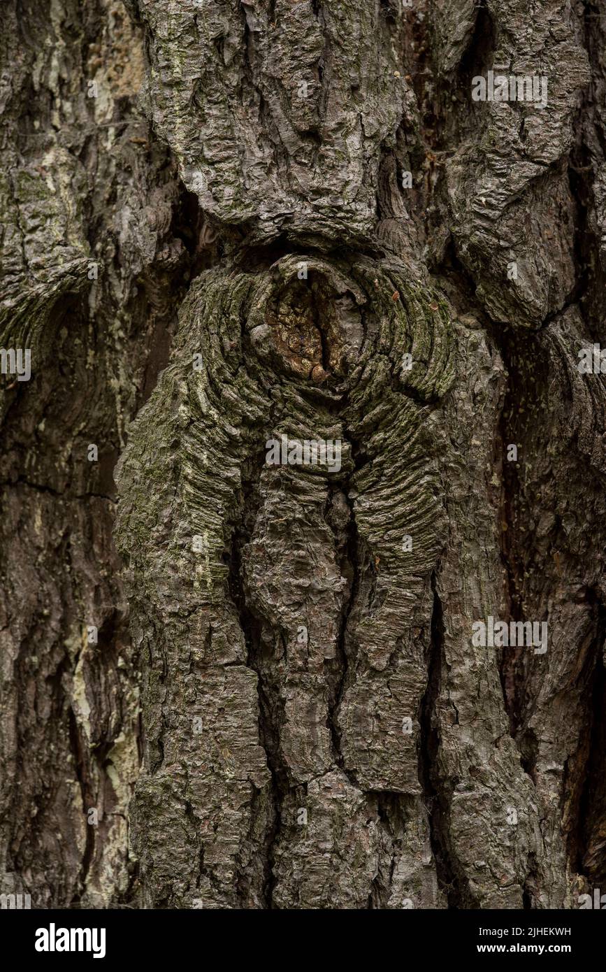 Nahaufnahme von Rissen in der Baumrinde der Monterey-Kiefer. Texturüberlagerung/Hintergrund. Stockfoto