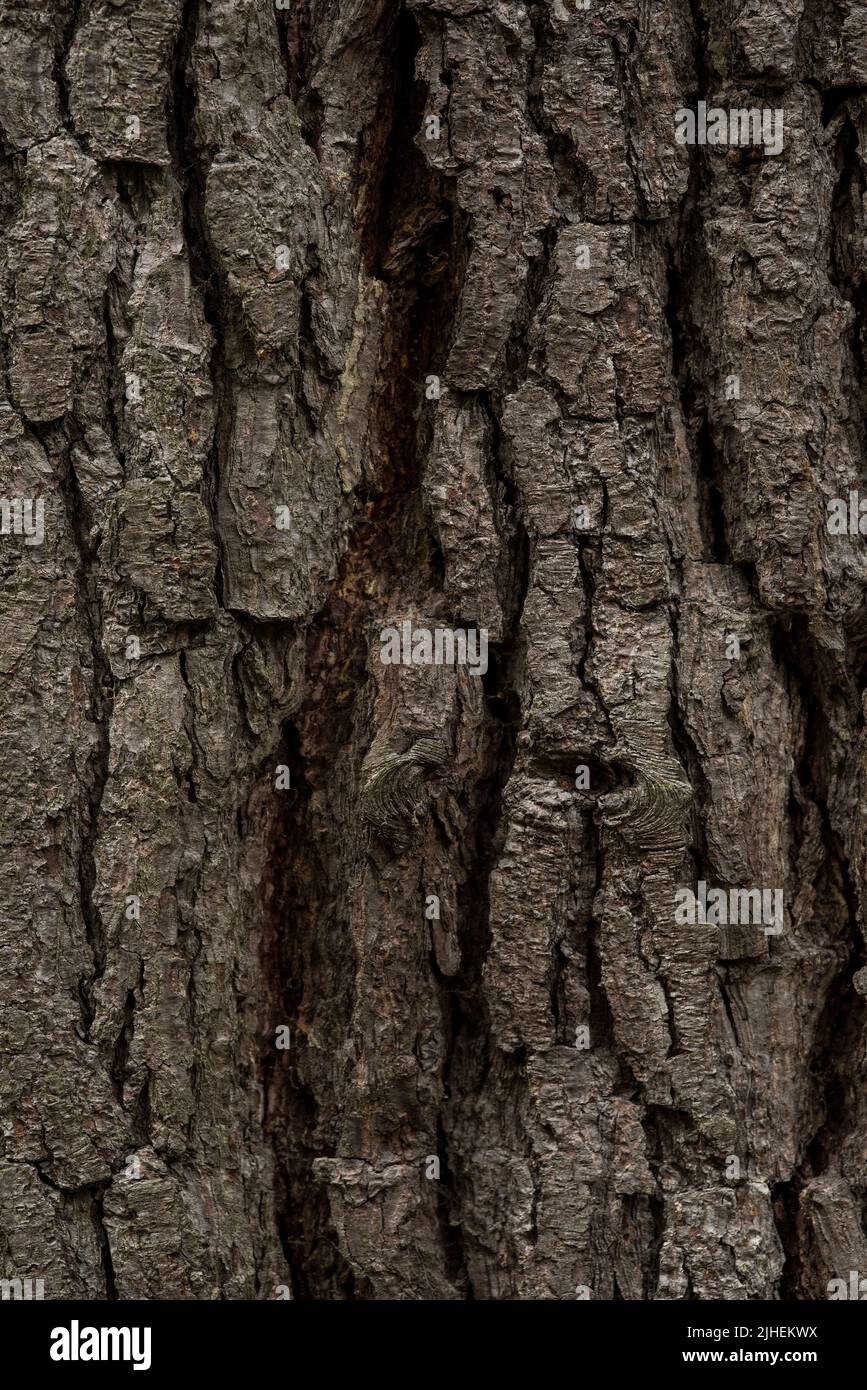 Nahaufnahme von Rissen in der Baumrinde der Monterey-Kiefer. Texturüberlagerung/Hintergrund. Stockfoto