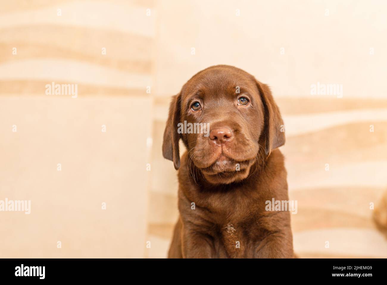 Labrador Puppe, vor unscharfem Hintergrund.Selektiver Fokus.Raum kopieren. Stockfoto