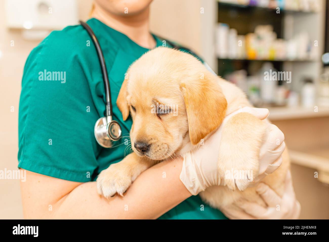 Netter labrador Welpenhund sitzt bequem in den Armen der Veterinärmedizinerin weiblich doc.Getting bereit für den ersten Impfstoff.Closeup. Stockfoto