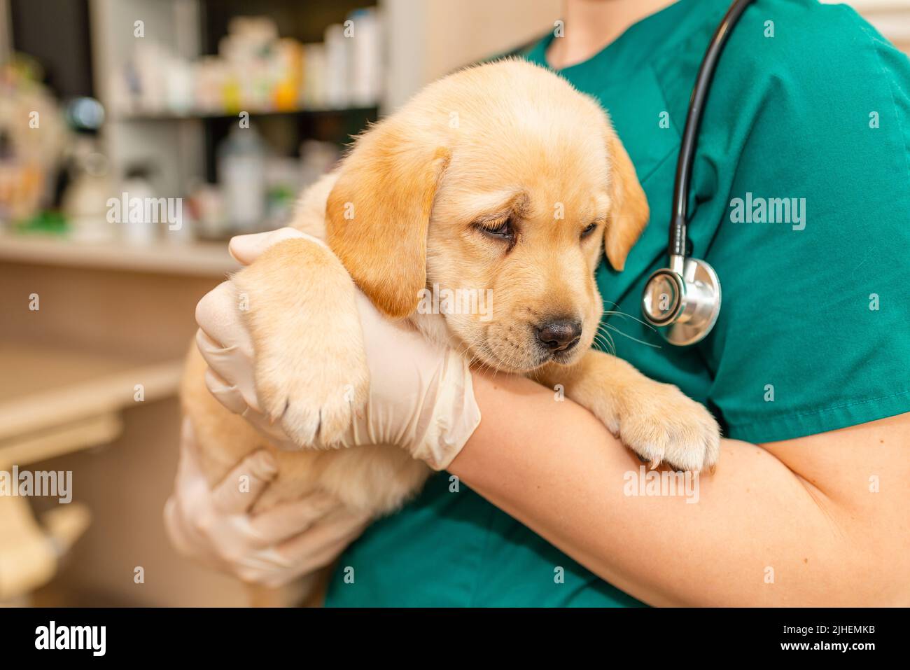 Netter labrador Welpenhund sitzt bequem in den Armen der Veterinärmedizinerin weiblich doc.Getting bereit für den ersten Impfstoff.Closeup. Stockfoto
