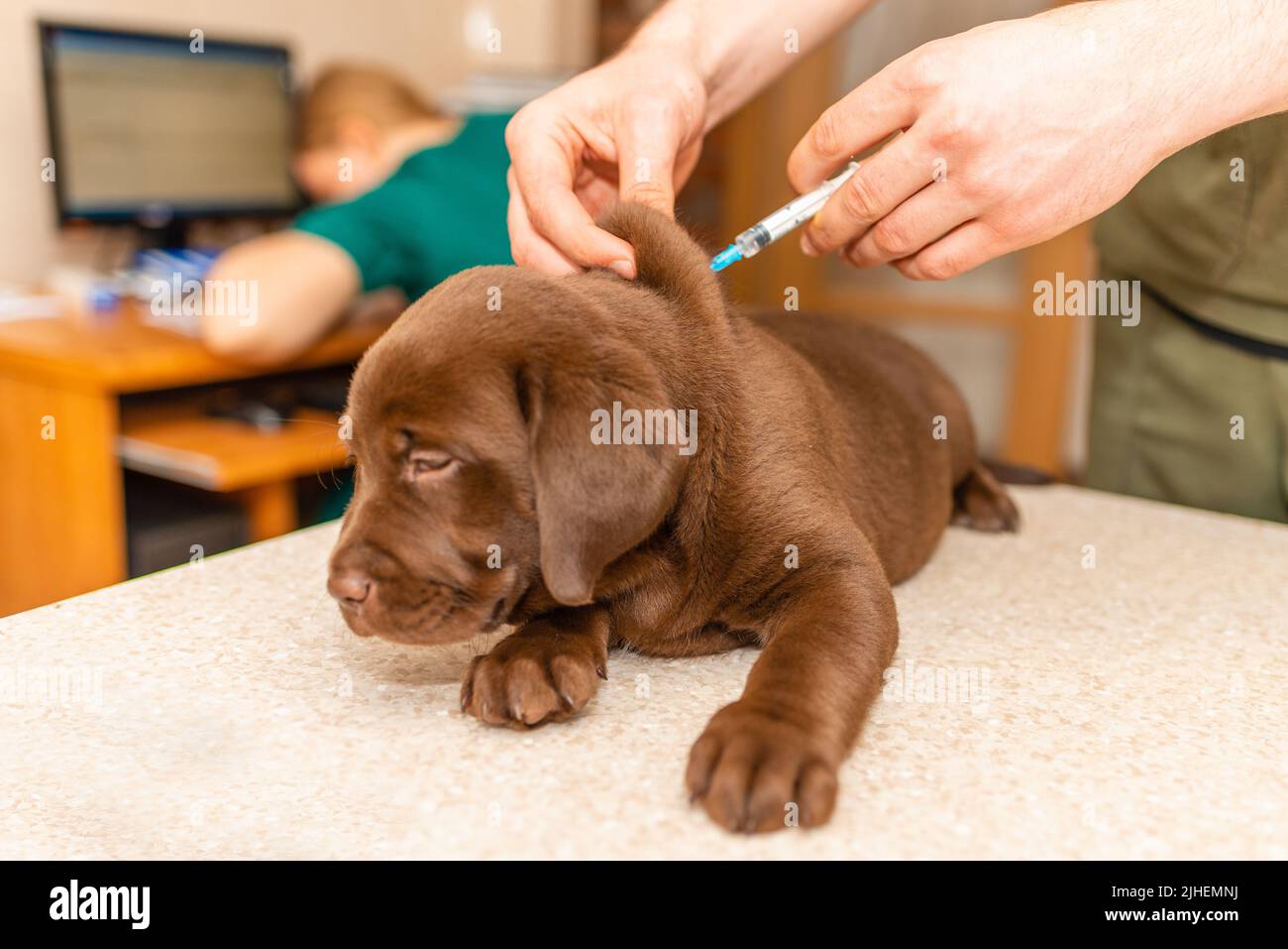 Netter labrador Welpenhund, der beim Tierarzt einen Impfstoff erhält.Hund, der auf dem Untersuchungstisch in einer Klinik liegt. Stockfoto