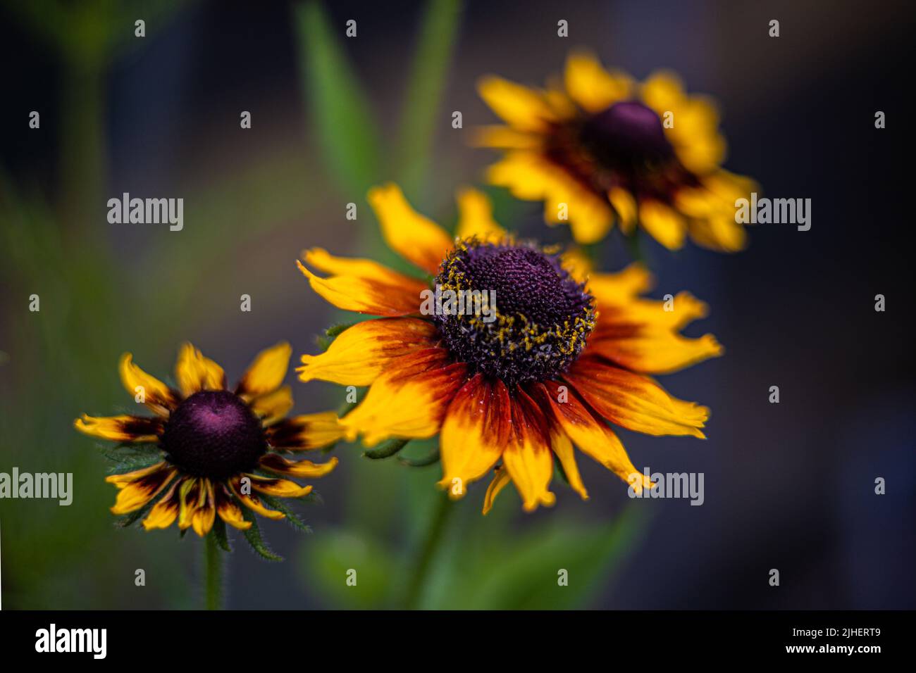 Rudbeckia Gloriosa Gänseblümchen eine zweifarbige Blume in voller Blüte, Bristol, Großbritannien Stockfoto