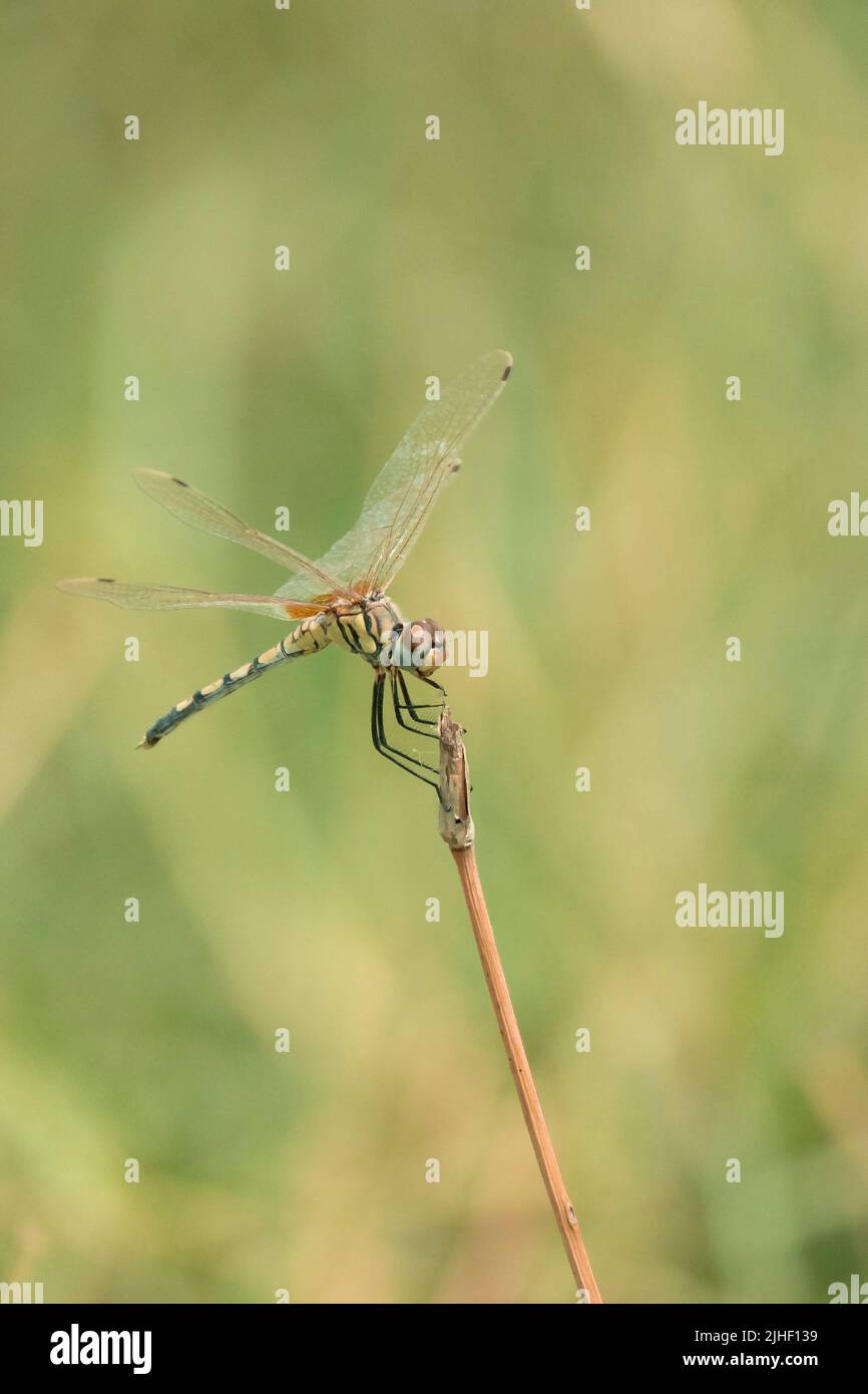 Der langbeinige Sumpfgleiter oder der tanzende Tropfenflügel ist eine Art Libelle Stockfoto