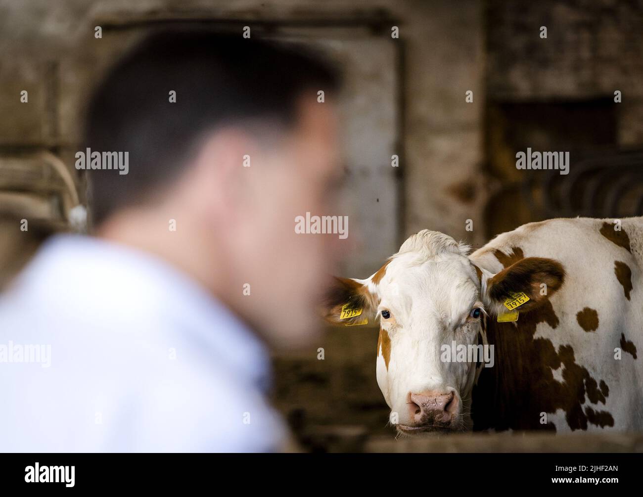 Kelpen-Oler, Niederlande. 18.. Juli 2022. 2022-07-18 10:40:08 KEPLEN-OLER - Premierminister Mark Rutte wird eine Tour von einem Kuhstall während eines Besuchs auf einer Farm in der Peel gegeben, um über die Stickstoff-Pläne zu sprechen. ANP SEM VAN DER WAL netherlands Out - belgium Out Credit: ANP/Alamy Live News Stockfoto