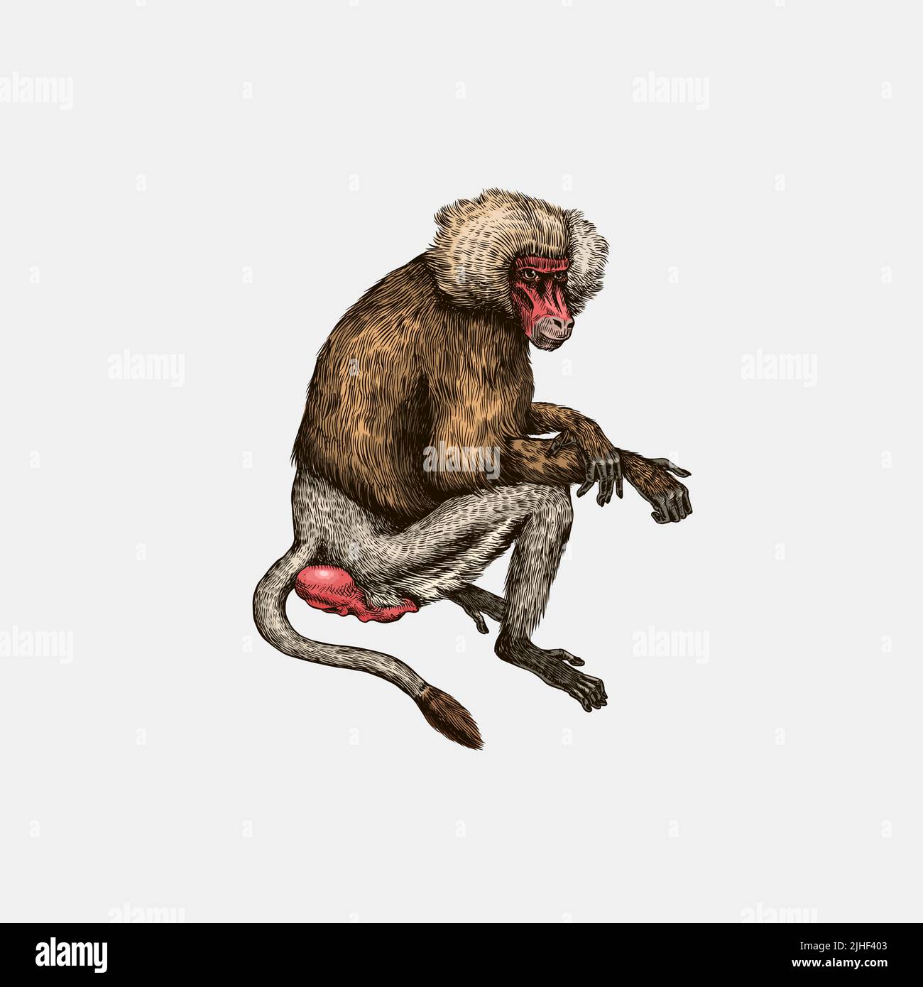 Gelber Pavian im Vintage-Stil. Der wilde Affe sitzt. Handgezeichnete, gravierte Skizze im Holzschnitt-Stil. Stock Vektor