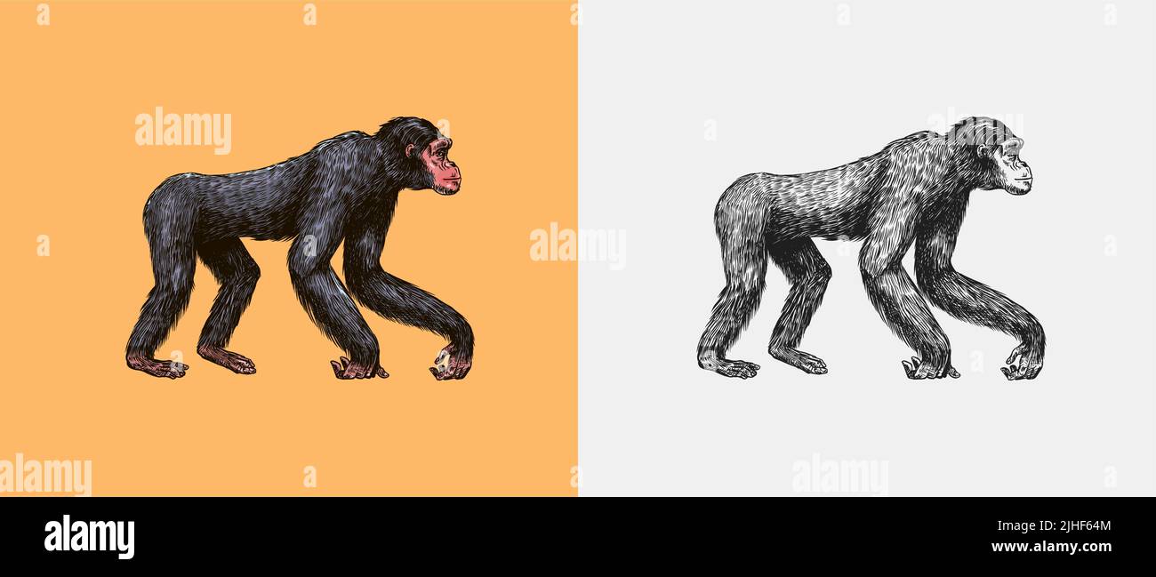 Bonobo oder Schimpansen im Vintage-Stil. Riesenaffen. Handgezeichnete, gravierte Skizze im Holzschnitt-Stil. Stock Vektor