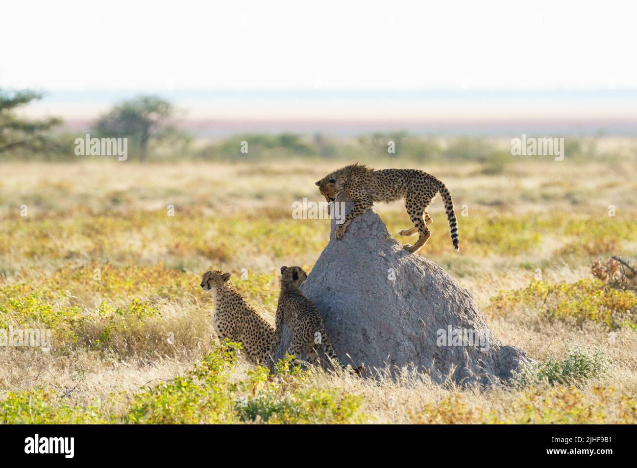 2 junge Geparden spielen um ihre Mutter und Termitenhügel. Etosha Nationalpark, Namibia, Afrika Stockfoto