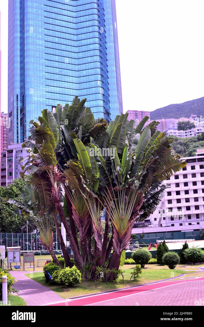 Große tropische Pflanze in einem Stadtpark, Hongkong Stockfoto