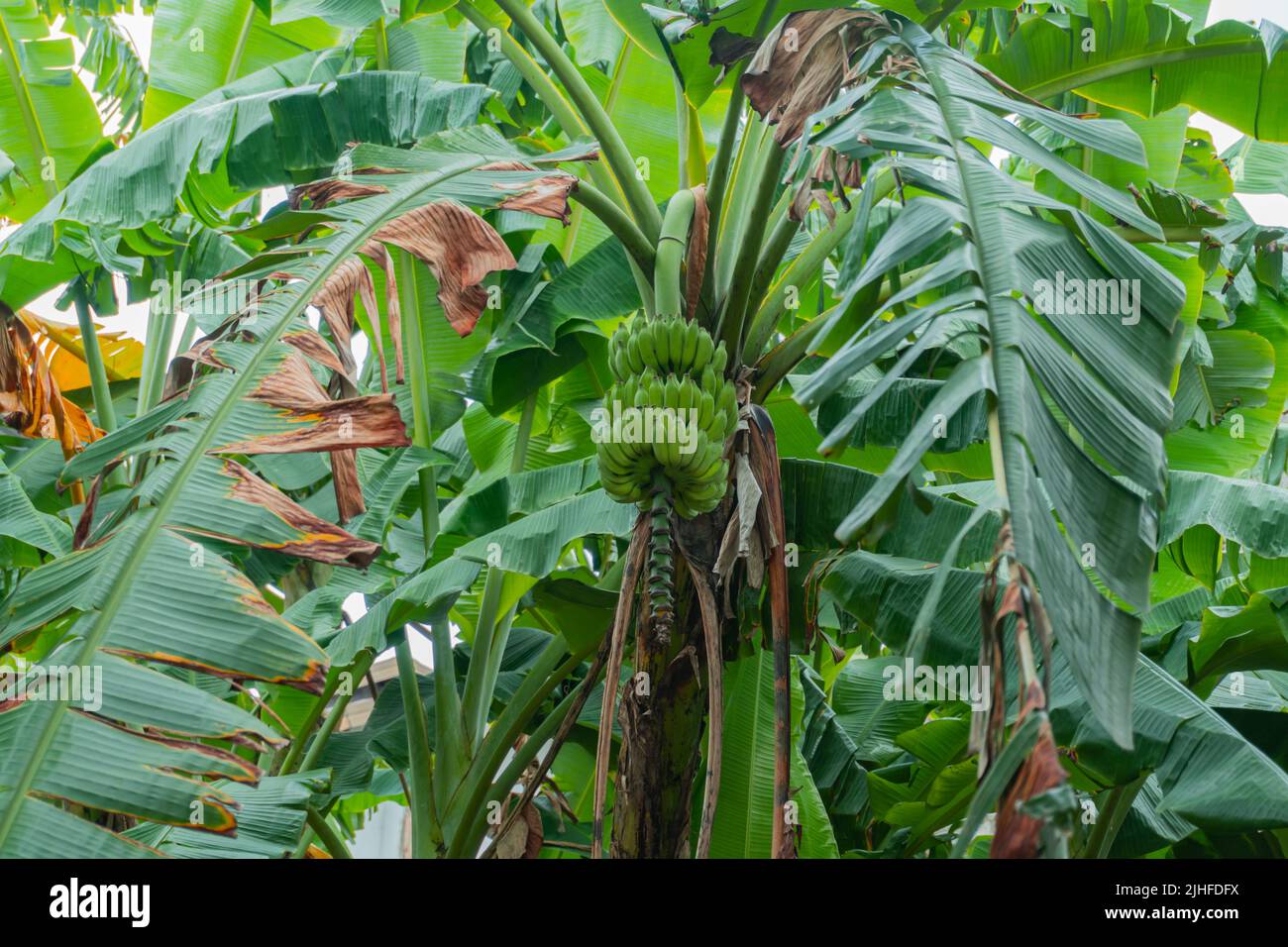 Ein Foto einer natürlich angebauten organischen Bananenpalme auf der tropischen Insel Sri Lanka. Natürlich ohne Dünger angebaut. Stockfoto