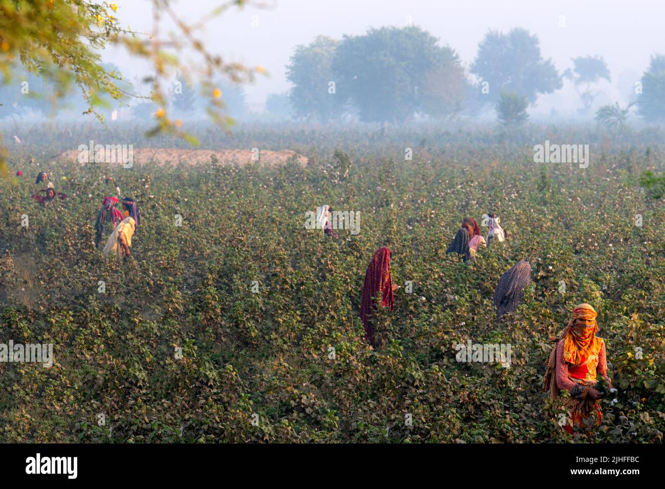 Berufstätige Frauen in Punjab, Baumwollpicker-Frauen, die in den Bereichen Punjab arbeiten Stockfoto