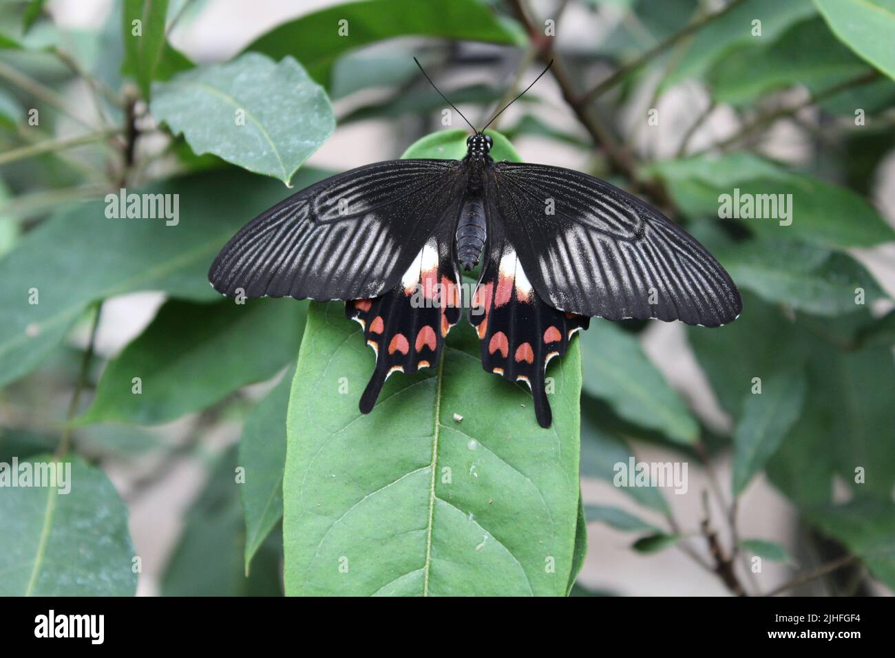 Schmetterling Stockfoto