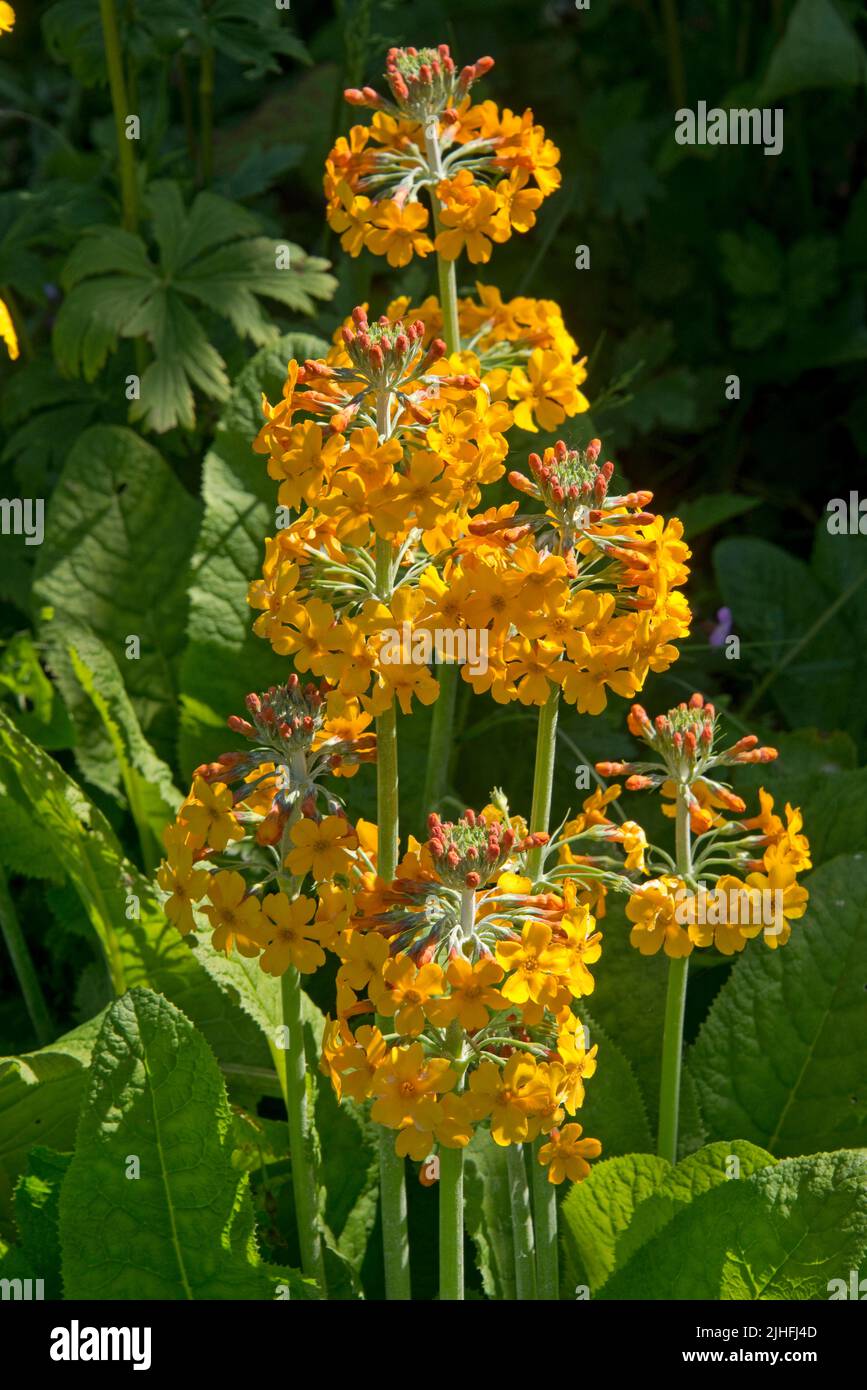 Bulley-Primeln oder Kerzenleuchter primula (Primula Bulleyana), orange und gelbe Blütenkrümel, hinten beleuchtet von der Nachmittagssonne, in der englischen Stadt, in der englischen Stadt, in der englischen Sprache Stockfoto