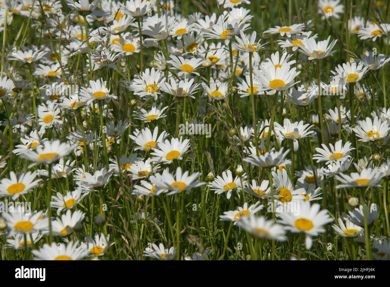 Ochsenaugen- oder Ochsenaugen-Gänseblümchen (Leucanthemum vulgare) blühen an einem Frühsommertag, im Juni, in voller Blüte. Stockfoto