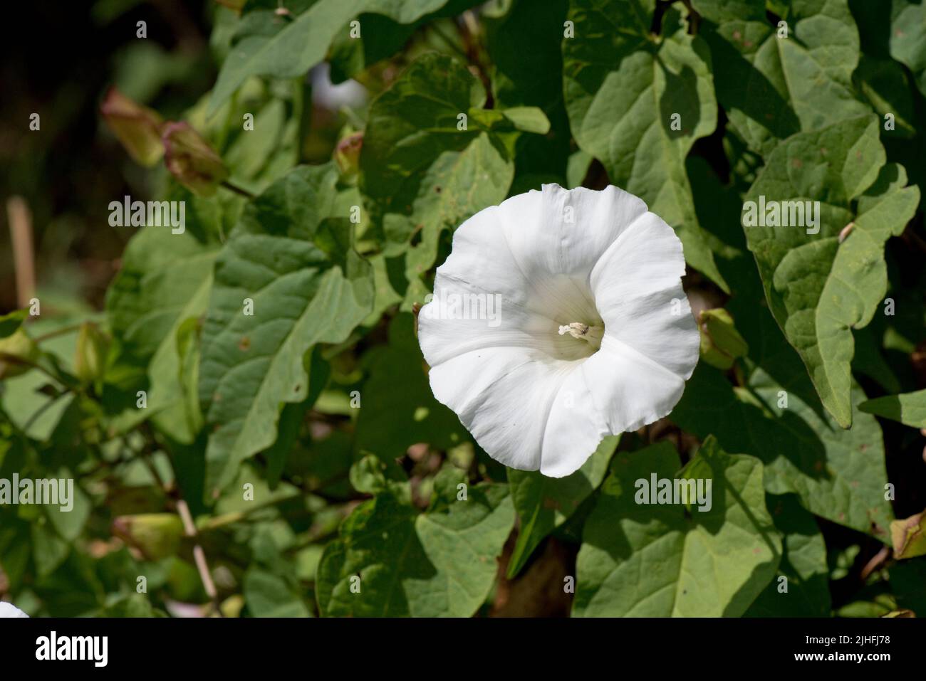 Große oder Heckenbindekraut (Calystegia sepium) weiß trompetenförmig, Blume zwischen Blättern eines kletternden Unkrauts, Berkshire, Juli Stockfoto