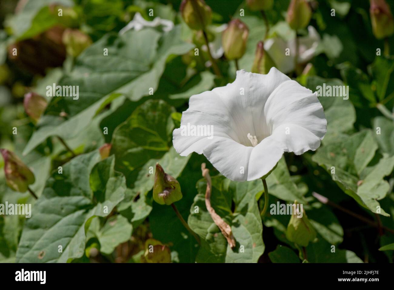 Große oder Heckenbindekraut (Calystegia sepium) weiß trompetenförmig, Blume zwischen Blättern eines kletternden Unkrauts, Berkshire, Juli Stockfoto