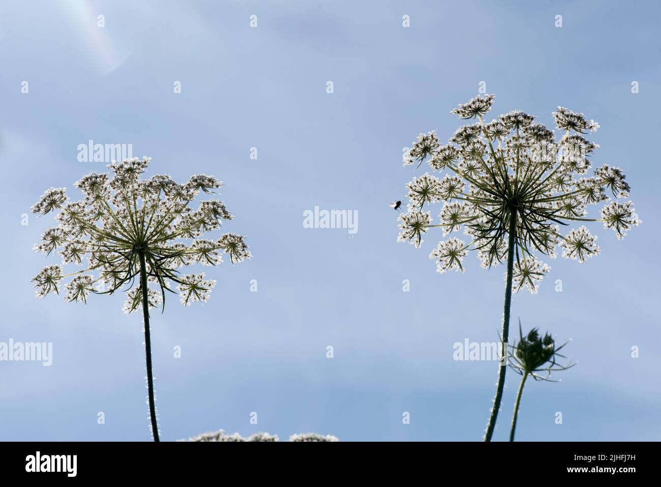 Wilde Karotte oder Königin Annes Spitze (Daucus carota), die auf zwei blühende Dolden vor blauem Himmel aufblickt, in der Juli-Grafschaft von Bokshire Stockfoto