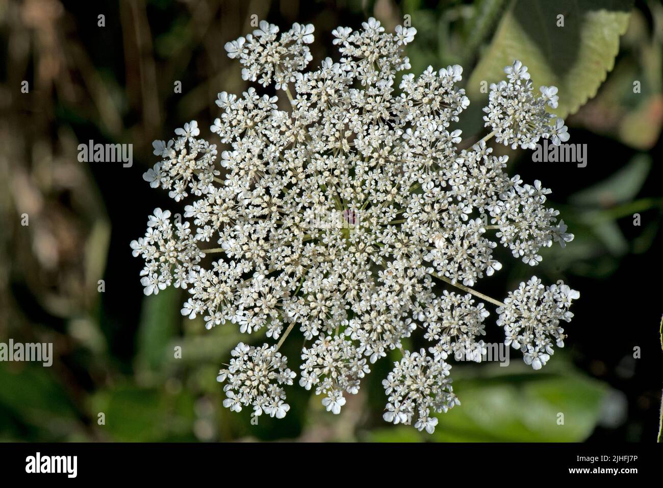 Wilde Karotte oder Königin Annes Spitze (Daucus carota) blühende Dolde aus weißen Blüten mit einer einzigen, nektarhaltigen dunkelroten Blume, in der sich eine dunkelrote Blume befindet, im Juli, in der Grafschaft Bekshire Stockfoto