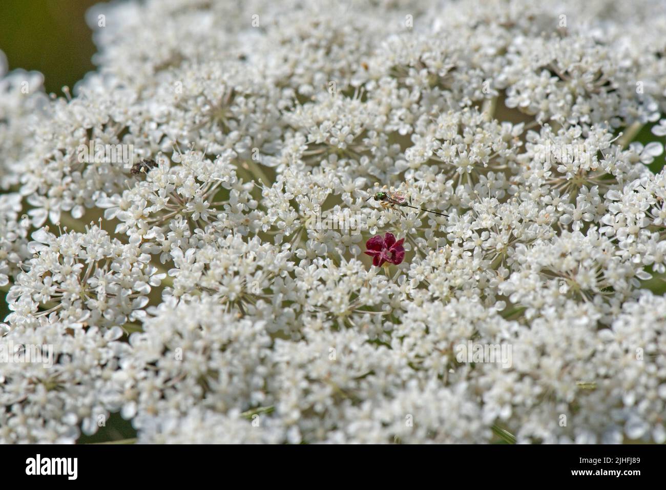 Wilde Karotte oder Königin Annes Spitze (Daucus carota) weiße Blüten einer Dolde mit einzelnen dunklen, roten, nektarbildenden Blüten in der Mitte, in der Mitte, in der Stadt, in der Stadt, in der Stadt, in der Stadt, in der Stadt, in der Stadt Ju Stockfoto