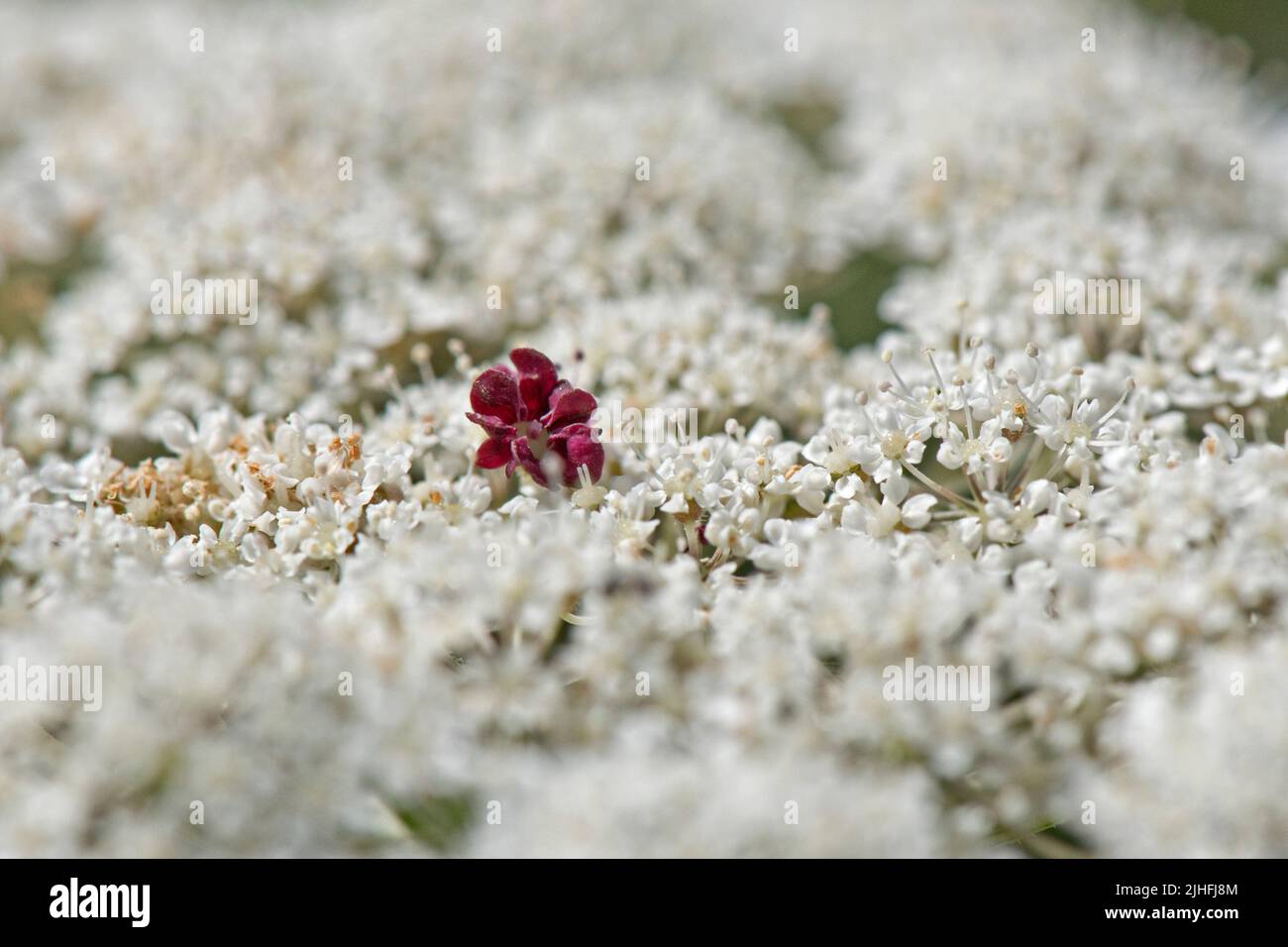 Wilde Karotte oder Königin Annes Spitze (Daucus carota) weiße Blüten einer Dolde mit einzelnen dunklen, roten, nektarbildenden Blüten in der Mitte, in der Mitte, in der Stadt, in der Stadt, in der Stadt, in der Stadt, in der Stadt, in der Stadt Ju Stockfoto