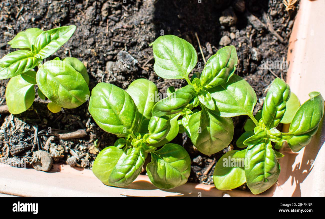 Basil Ocimum basilicum Pflanze im heimischen Gartentopf von oben nach unten Stockfoto